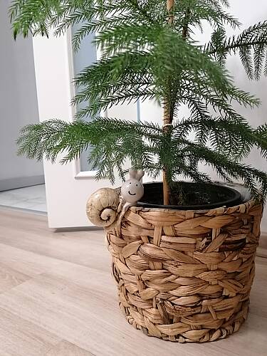 Sevimli Salyangoz Saksı Süsü