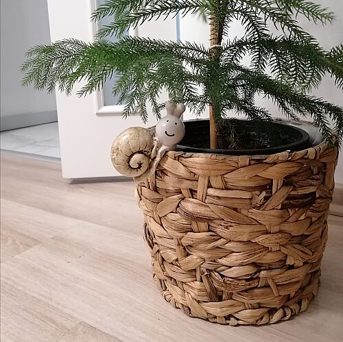 Sevimli Salyangoz Saksı Süsü